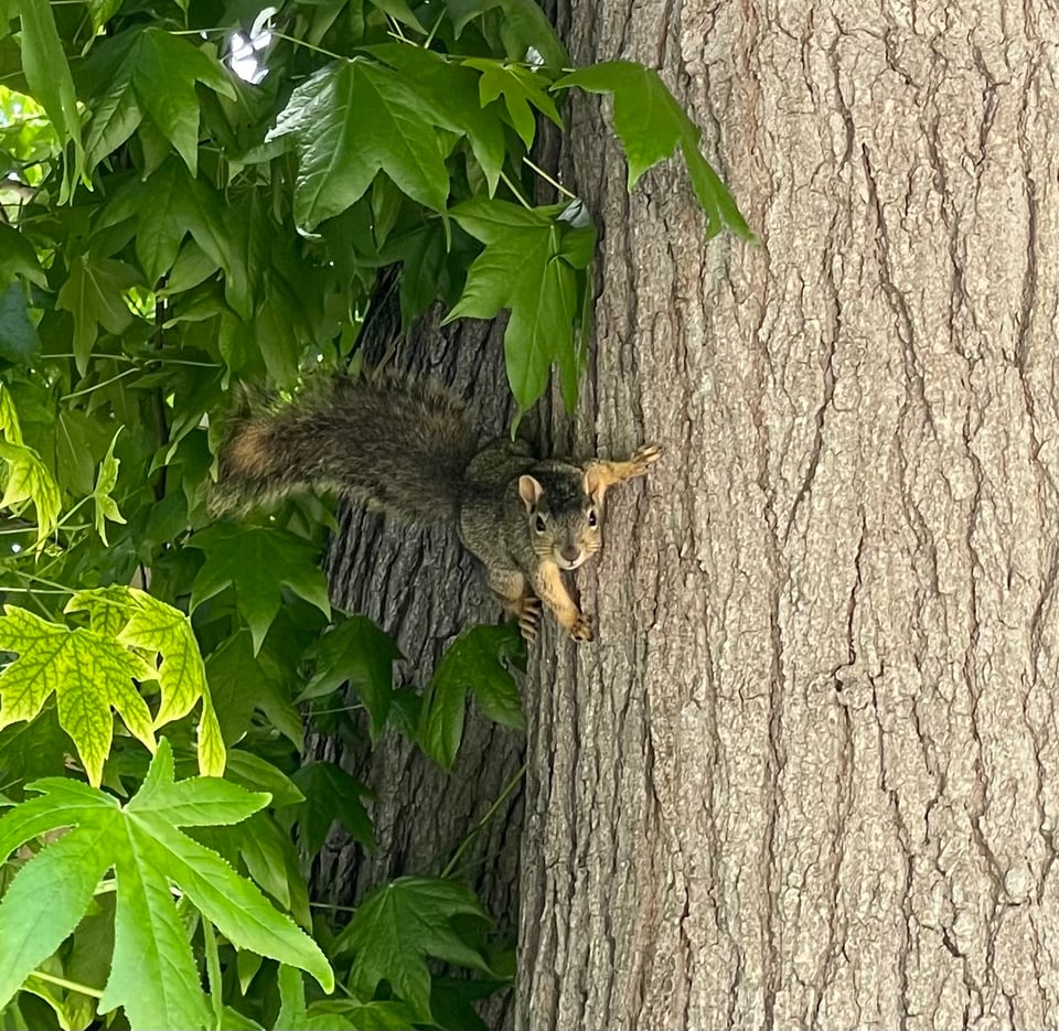 A squirrel clings to the side of a tree and stares directly at the camera like they're ready for their close-up