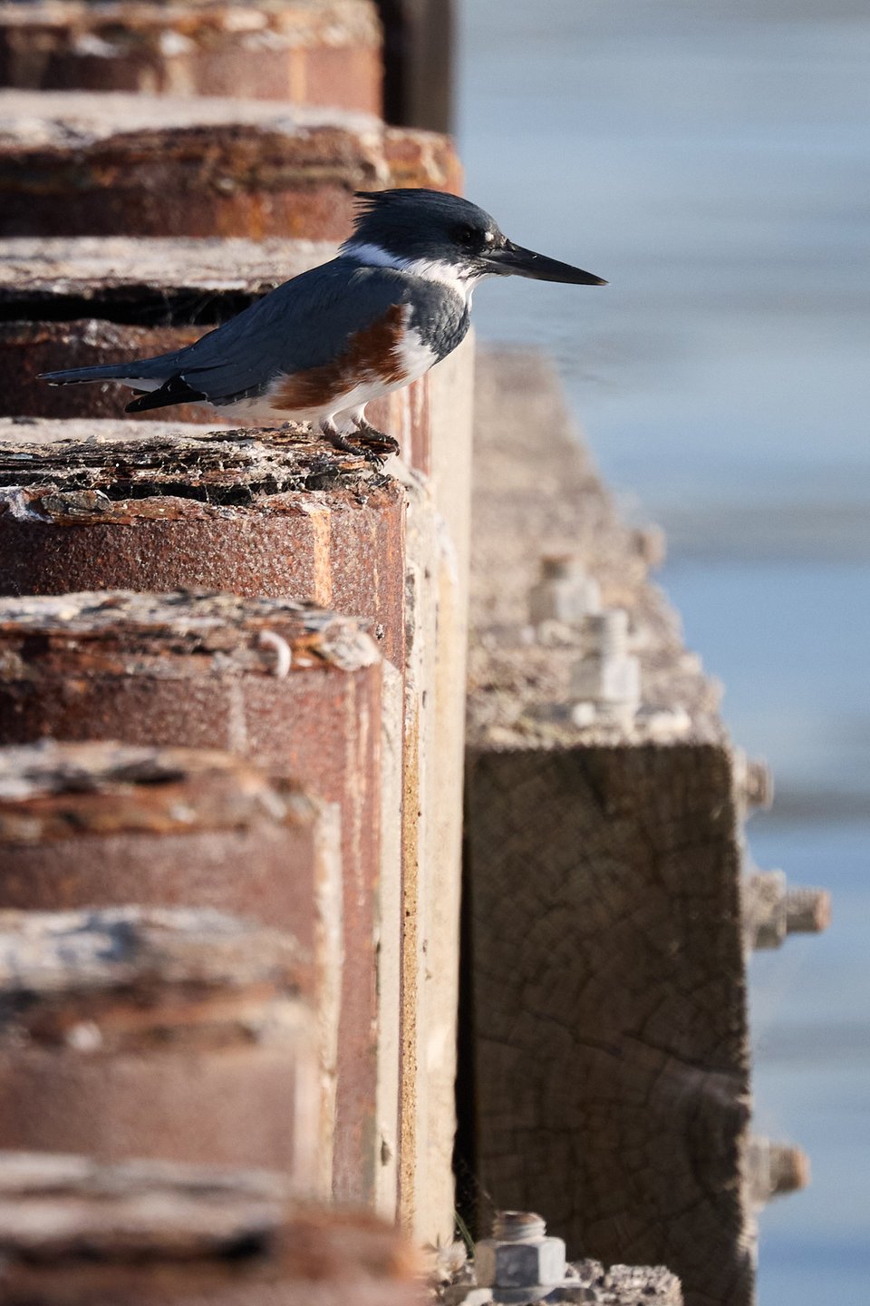 A kingfisher sits on a pier
