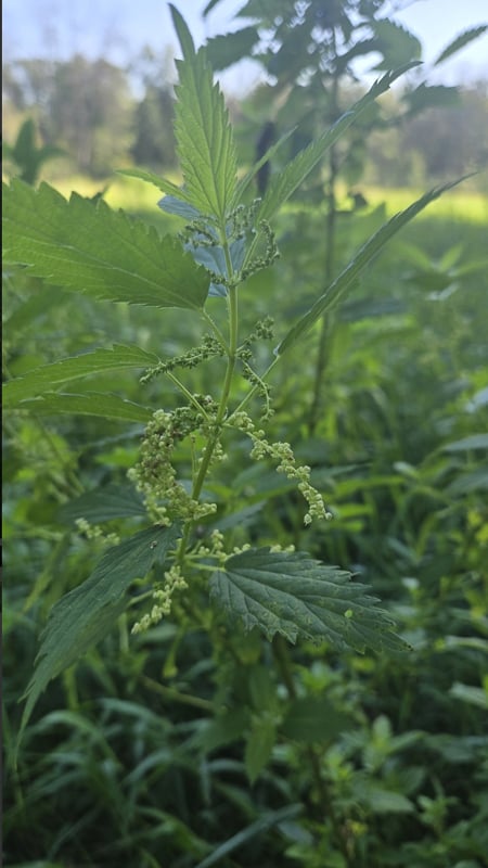 Stinging nettle is native and nutritious, and popular with many foragers in the spring. But yeah, it stings. / Photo from iNaturalist by mediachef