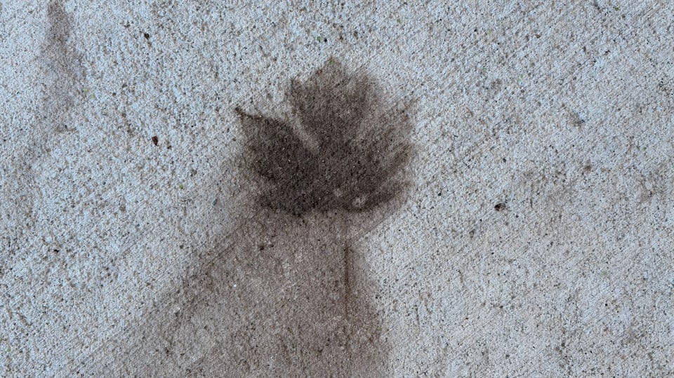 The dark, smudged print of a maple leaf on the concrete sidewalk, with the hint of a stem, left after the rain