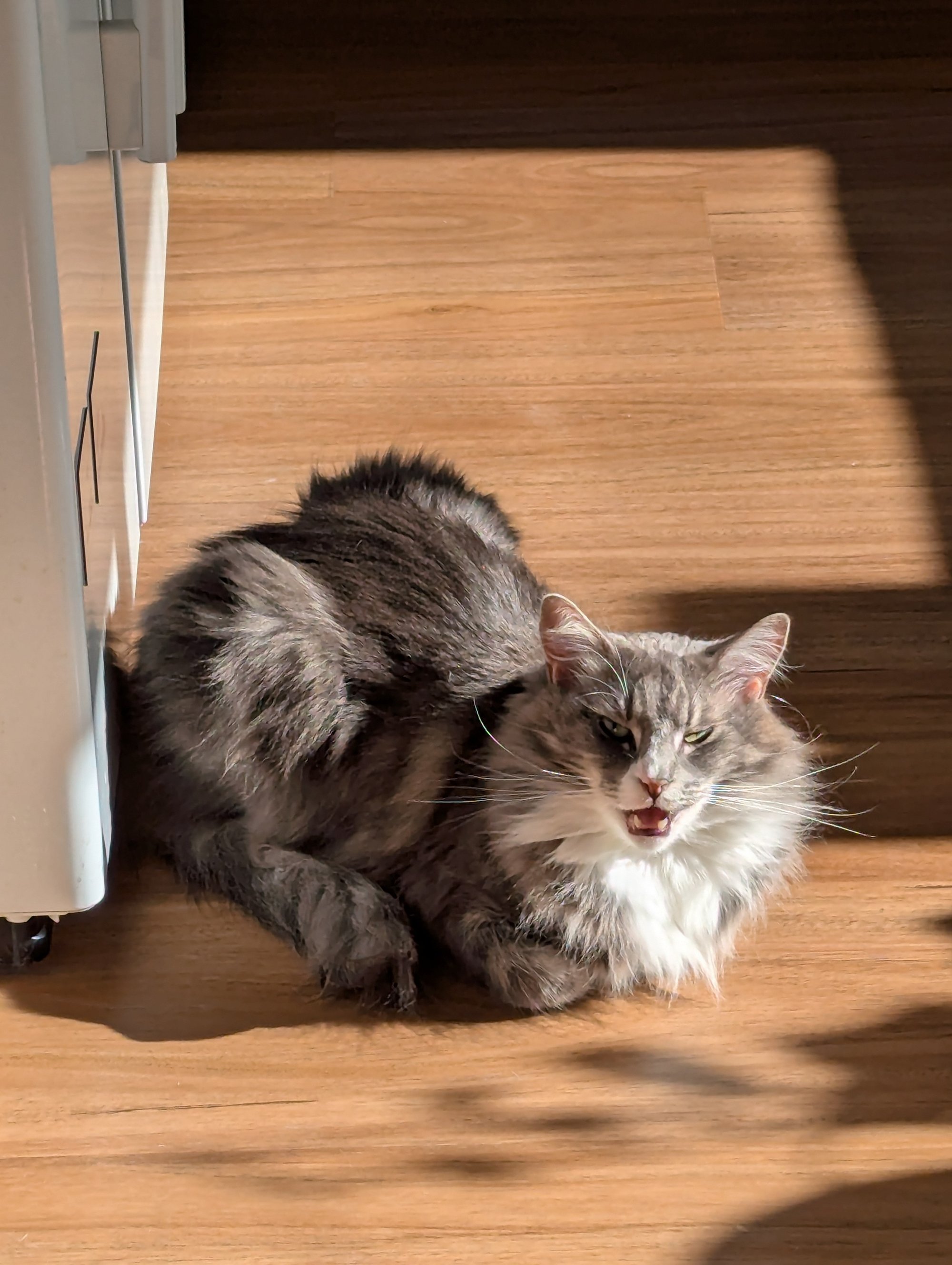 cat