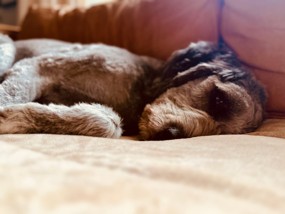 Photo of gray aussiedoodle lying on her side with a forlorn expression, on a light-brown leather sofa