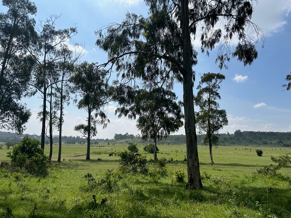 A photo of a park, with trees and lush green grass. In the far distance you can see goats, grazing.