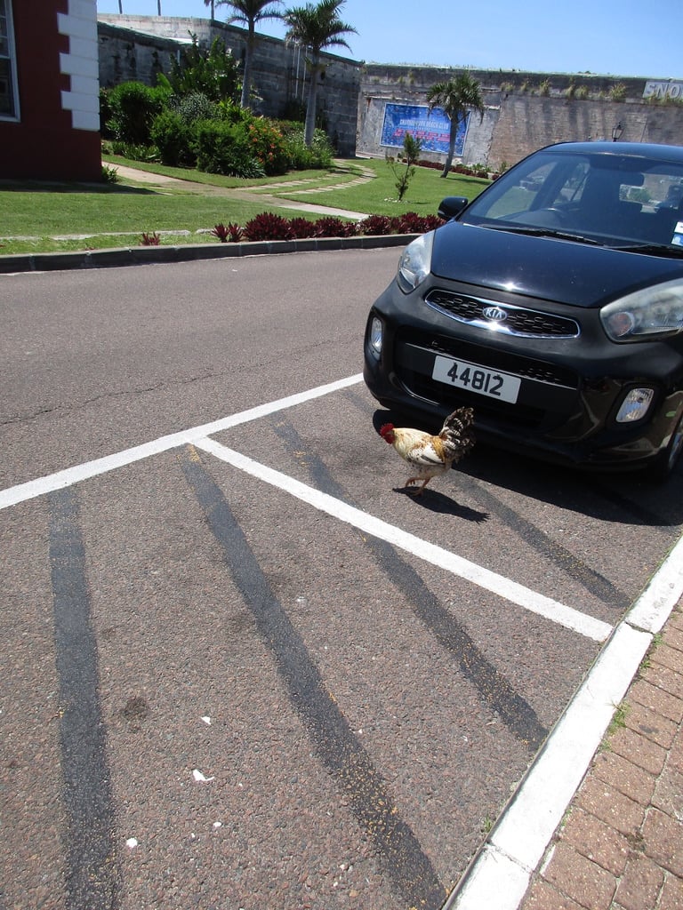 A chicken on the street in front of a parked car.