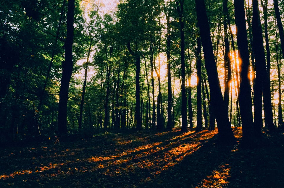 the woods at lake george, with the afternoon light shining through