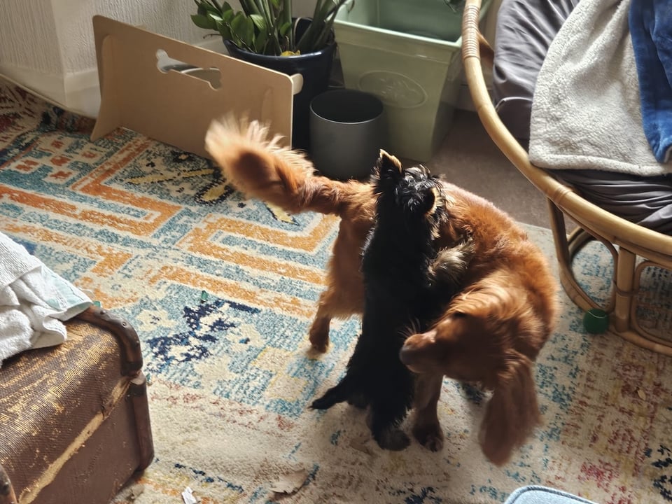 A small puppy stands on his hind legs to give Radio a cuddle.