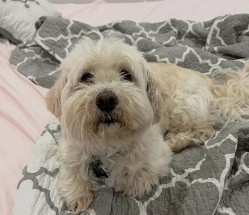 A white fluffy dog on a human bed