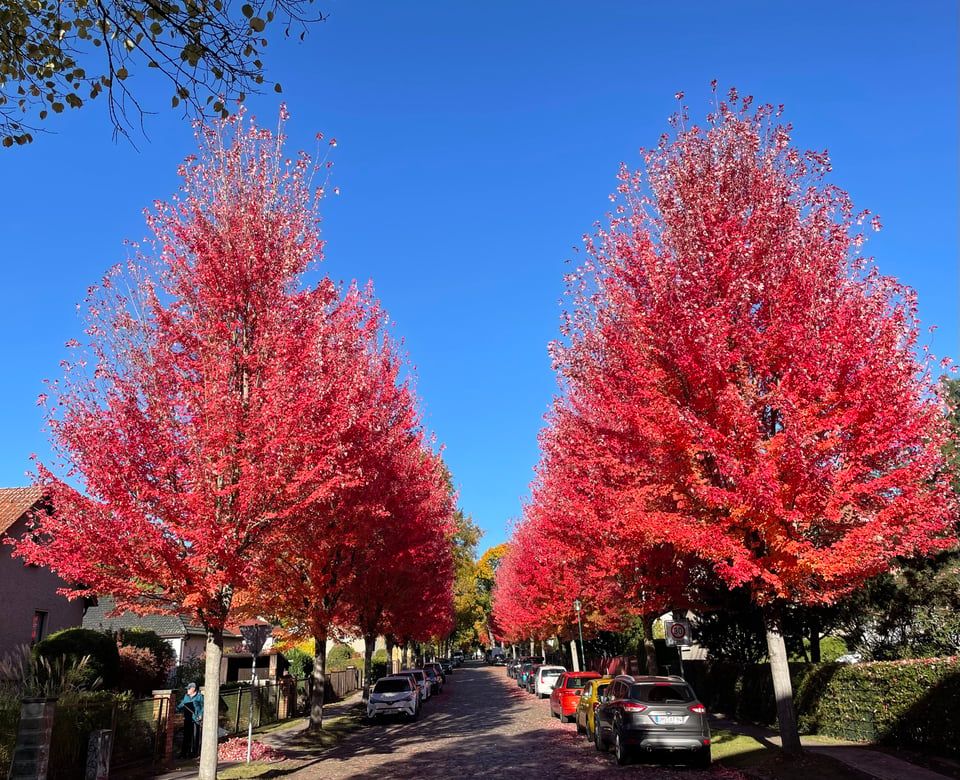 View of a street with Autumn Blaze cultivars of Red Maples turned vibrant red. They are planted on both sides of a residential street. There are some cars parked below them unfortunately, not optimal