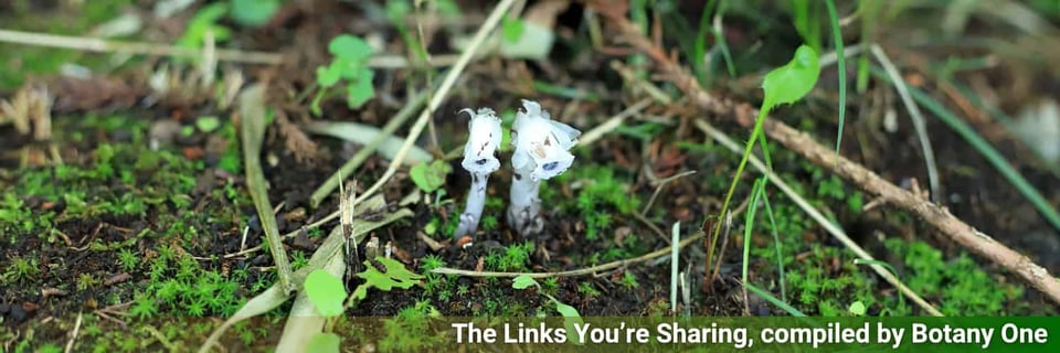 Two ghost white stalks emerging from the undergrowth, plants with no chlorophyll at all.