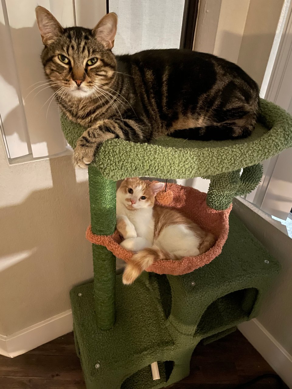 Timmy and Georgino in their cat tower