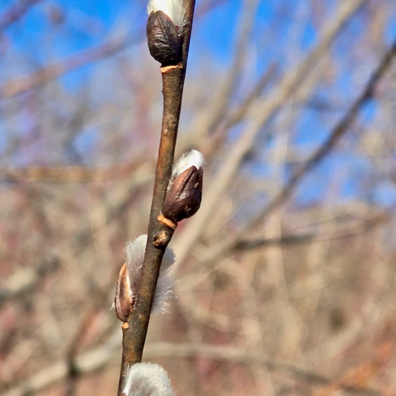 Pussy willows are popping out around Frontenac Pond (Pleasant Valley Lakelet). / Photo by Steve Dietz