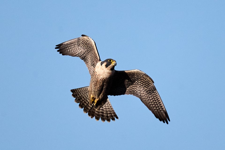 A falcon in flight, turning, and looking like a total badass