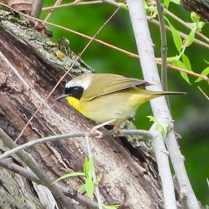 A Common Yellowthroat. These masked bandits are so easy to hear but can be humiliatingly difficult to see, calling just feet away, often in low shrubs at the edges of ponds and marshes. / Photo by Steve Dietz