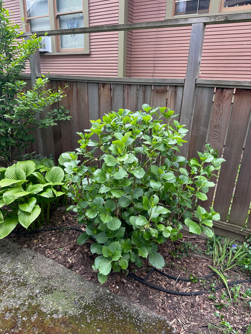 The same plant three days after the pro has touched it up. The plants on either side have leafed out noticeably in the intervening days.