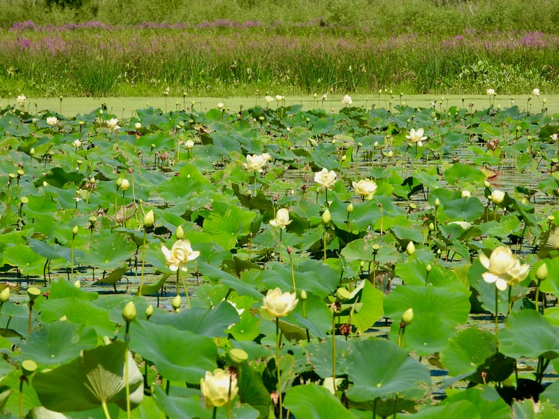 In August, the American lotus brightens the beach at Sand Point. Hope the trail dries out soon so we can go see them! / Photo by Steve Dietz