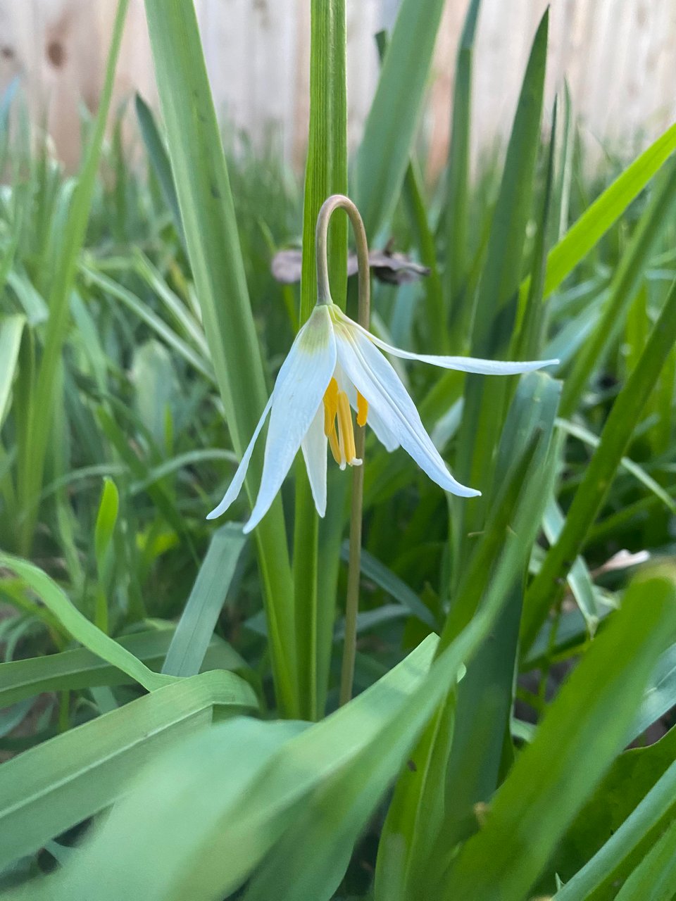 A Quick Time Out (For Flowers)