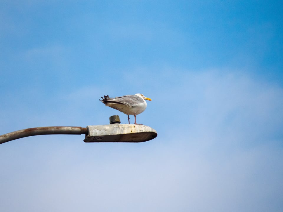 a seagull perched on a streetlight.