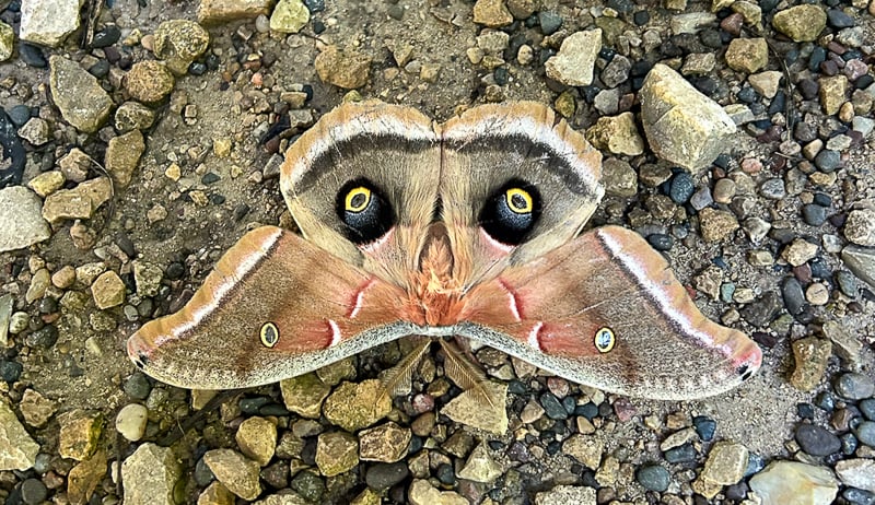 A Polyphemus moth, Frontenac State Park, June 23, 2024. / Photo by JacobWilson2003 on iNaturalist