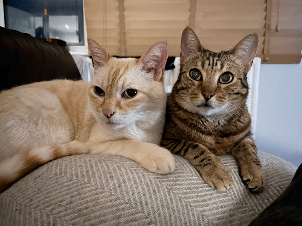a red point siamese cat and a tabby cat