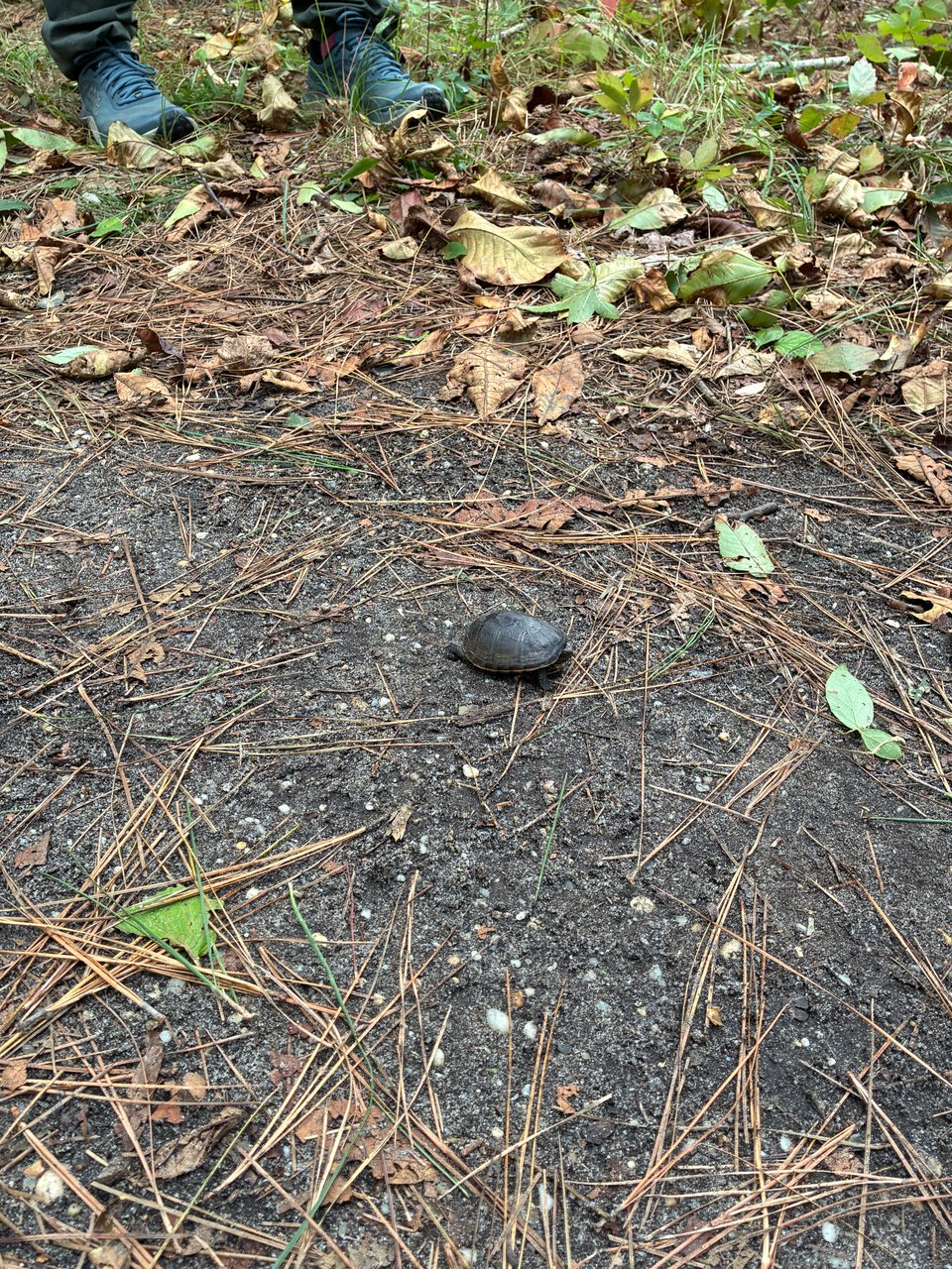 Small brown turtle on a trail in the woods. Someone standing behind it wearing boots.
