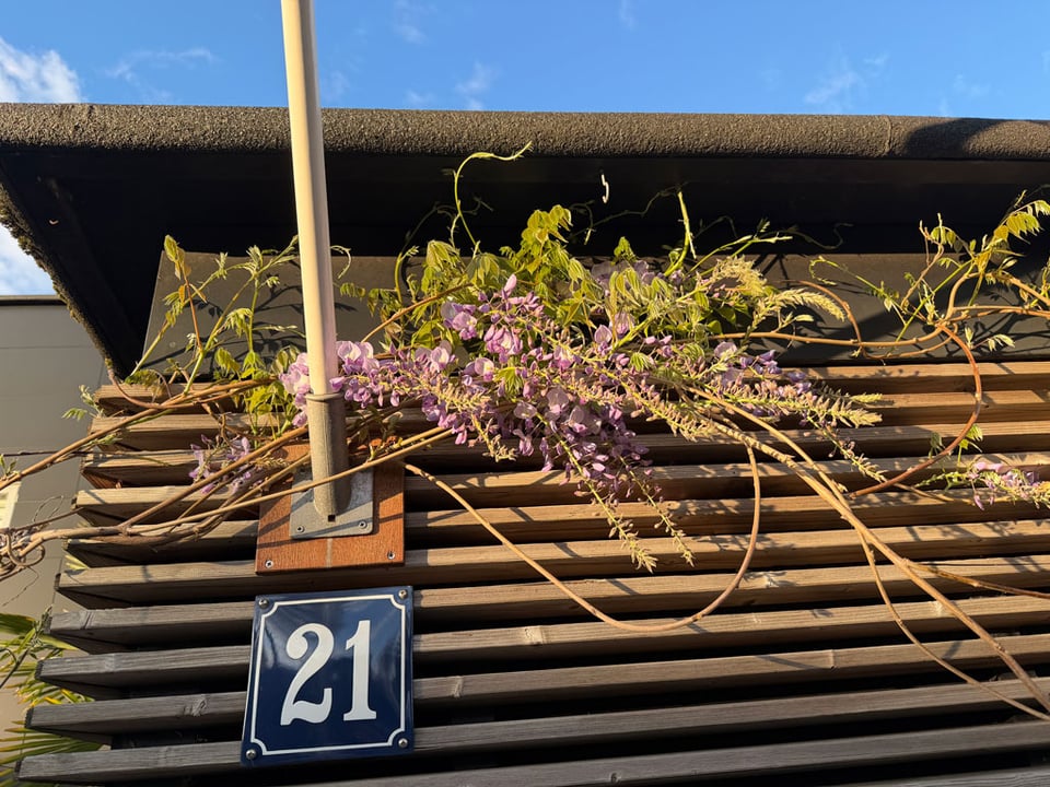 Purple wisteria grows along the outside of a shed in golden hour light.