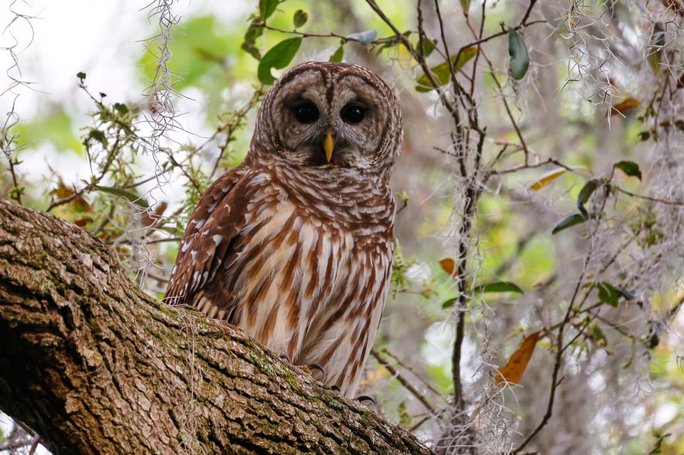 An owl staring at the camera