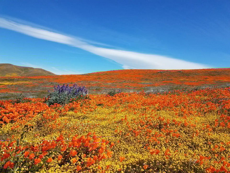 A wide field of orange, yellow and golden California poppies and other spring flowers. There's a cluster of purple lupine in the foreground, and a bright blue sky in the background.