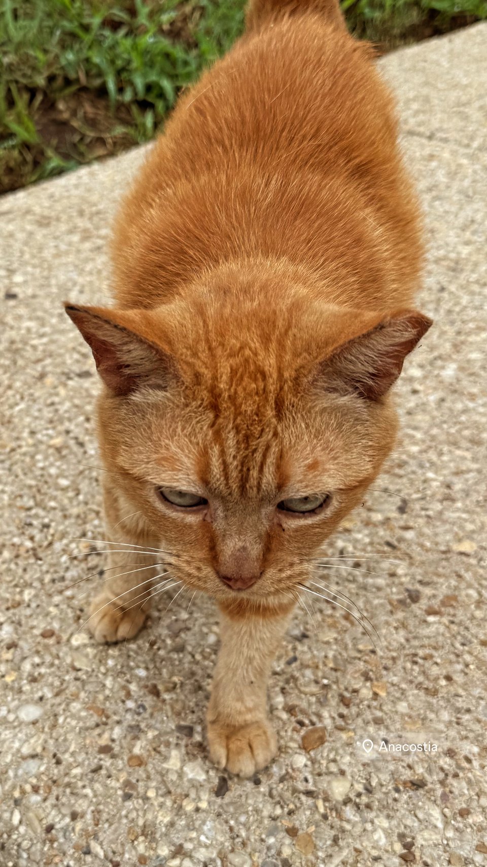An orange cat on a walkway.