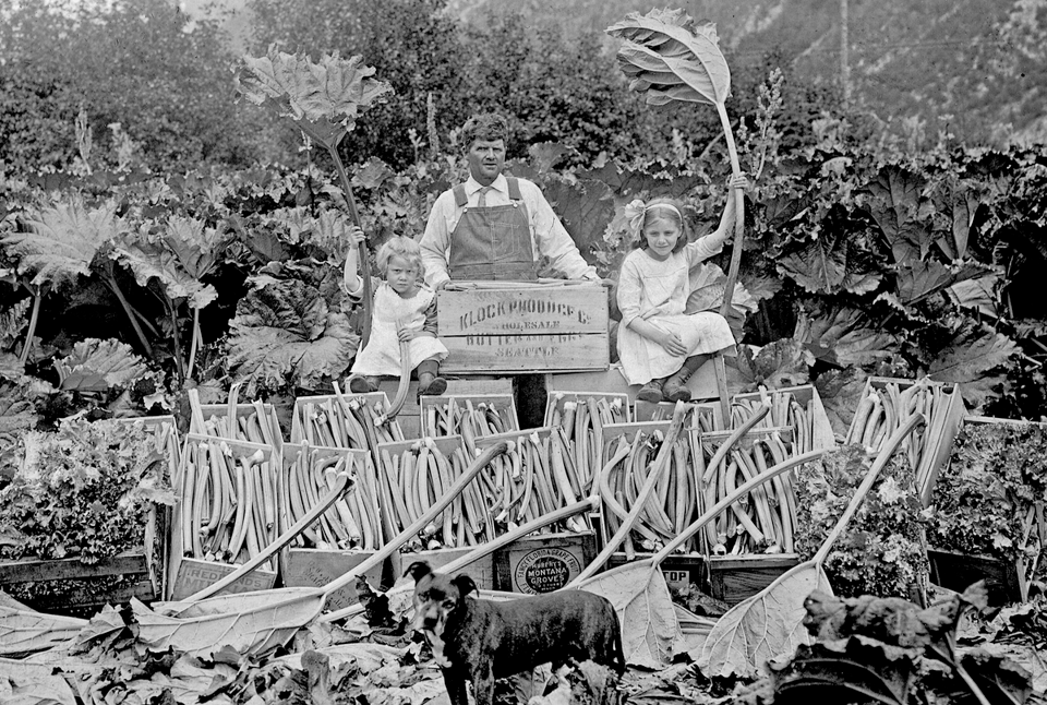 alaska: home of rhubarb(?)