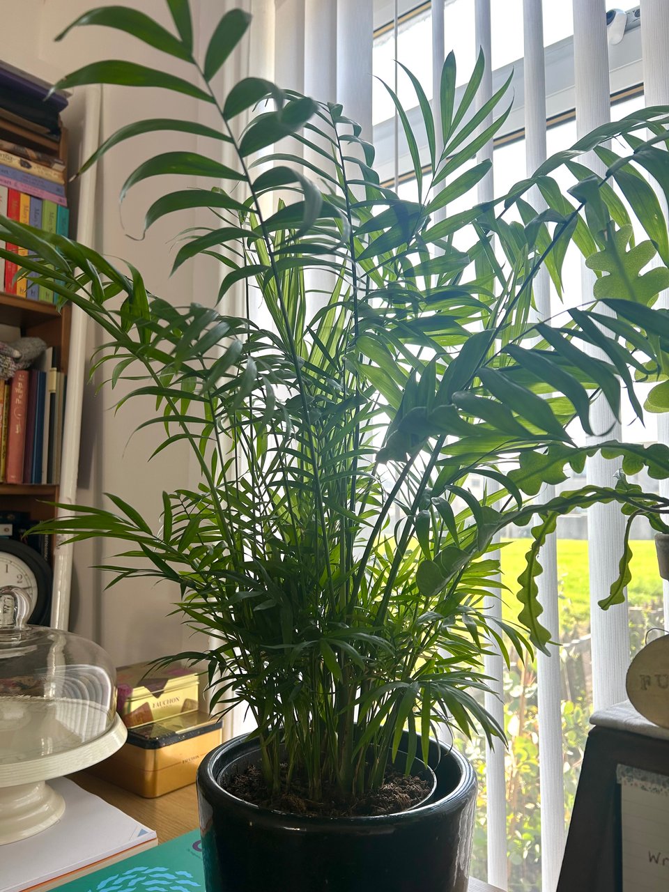 An emerald green parlour palm hose plant is in a dark grey ceramic pot by a window. There's a glass cake standd, shiny tins, a clock and a bookcase in the background. Through the window is bright green grass. Image by Rowan Ambrose.