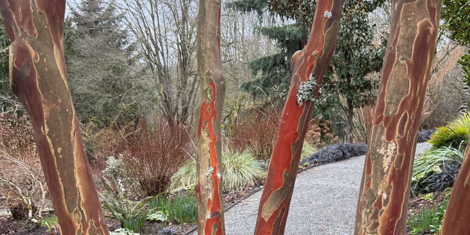 Trees with colorful bark