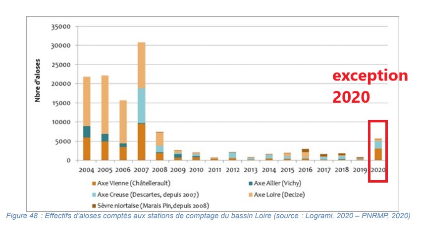 Remontée spectaculaire des comptages d'aloses à l'occasion du confinement des filets dérivants en 2020 sur le bassin de la Loire