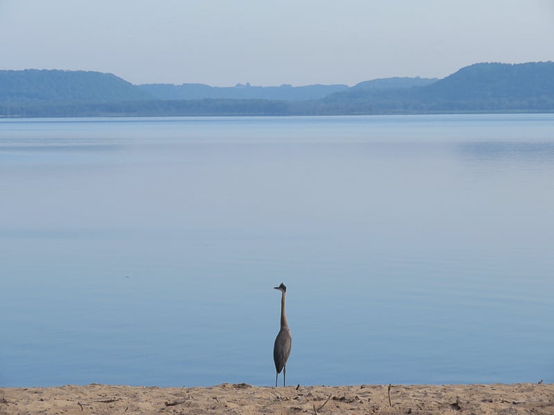 A Great Blue Heron ponders the scene from the Sand Point shoreline. / Photo by Steve Dietz