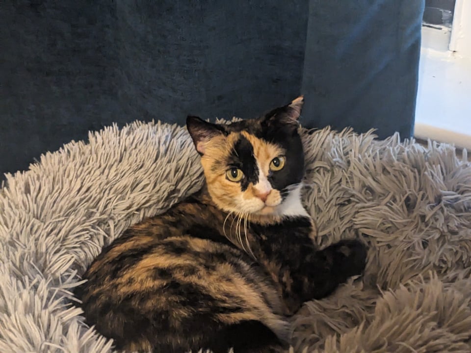 a calico cat with mottled orange, black, and white fur sitting in a fluffy gray cat bed.