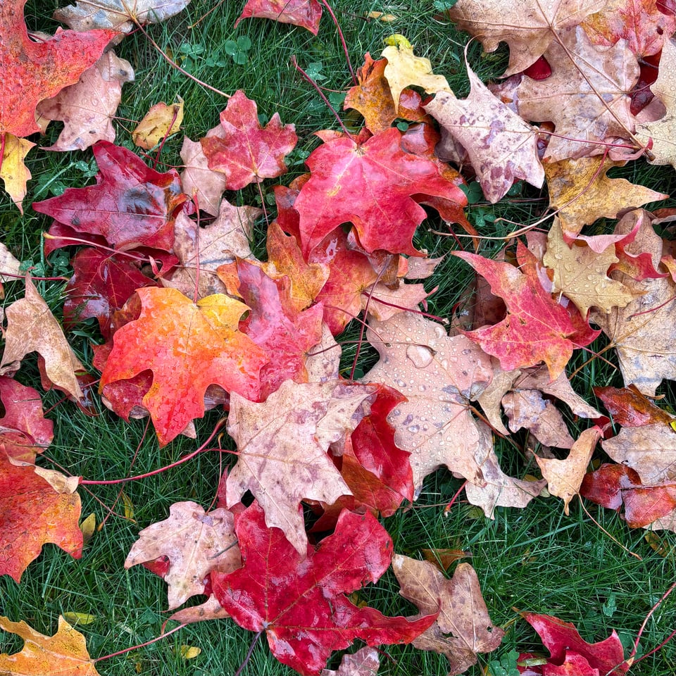 red and orange leaves on green grass