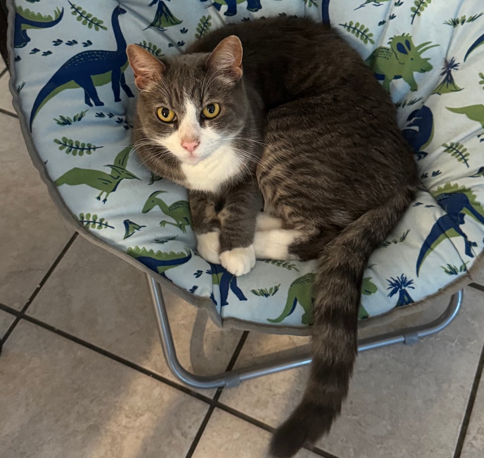 a gray cat in a dinosaur themed chair