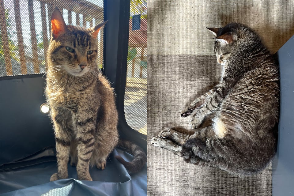 Two photos of a stripey little mackeral cat, sitting in a tent and snoozing on the floor