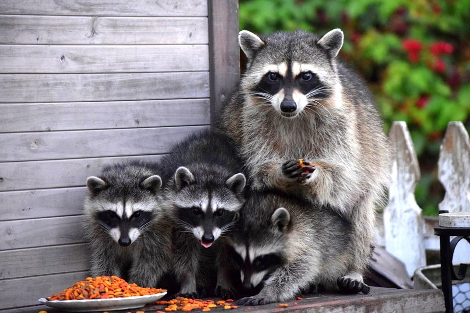 Picture of a family of raccoons getting into a wee bowl of cat food. There's an adult and three younger raccoons, and really I liked this image because everything is kind of terrifying as a general norm and it reminds me that we need each other. We really fucking do.