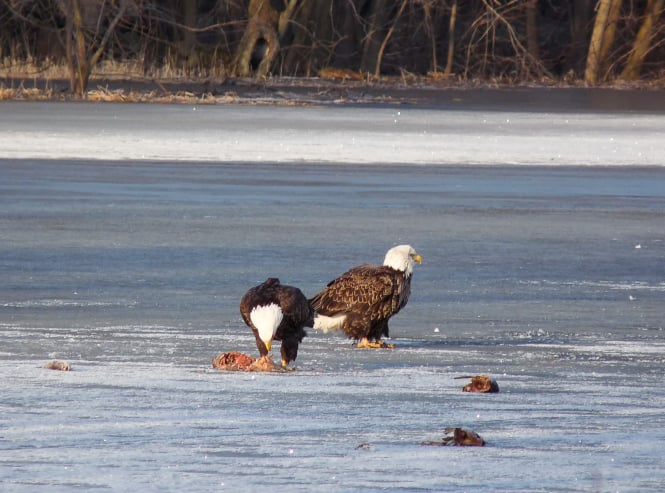 Bald Eagles dine on gizzard shad, which are cold-sensitive and died over the winter, then floated up as the river ice thinned and disappeared. This time of year you’ll see scores, sometimes even hundreds, of Bald Eagles all along the Upper Mississippi, along with a wealth of migrating waterfowl. / Photo by Bruce Ause