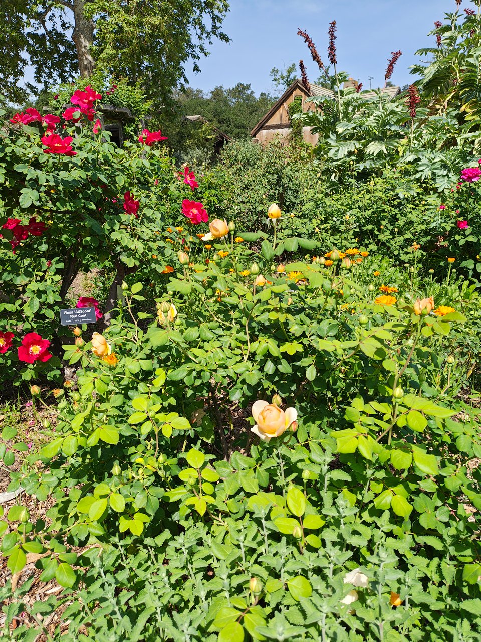A riot of orange, red and bright fuchsia rose bushes on a sunny day. A small black sign in front of the red roses says they are "Rosa 'AUScoat' Red Coat; Austin | 1973 | Shrub Rose. The peaked roof of a wooden building is just visible in the background above the plants.