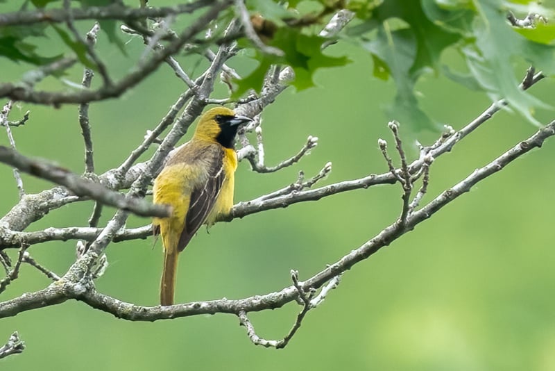 What is this mysterious pretty bird? It’s one you’ve probably occasionally seen at your back-yard bird feeders — an Orchard Oriole. This one is an immature bird. When he’s gained his adult feathers, he will be black with a rich chestnut-colored breast./ Photo by Earl Bye