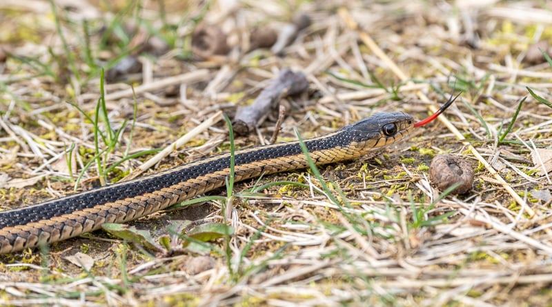 The common garter snake, which can reach up to 3 feet in length, is nonvenomous — and priceless in the intricate dance of nature in our biomes. They eat frogs, rodents, insects and invasive earthworms. According to the DNR, garter snakes give birth in late summer or early fall. Immediately after birth, baby garter snakes live on their own, and more than half die within a year. / Photo by Earl Bye