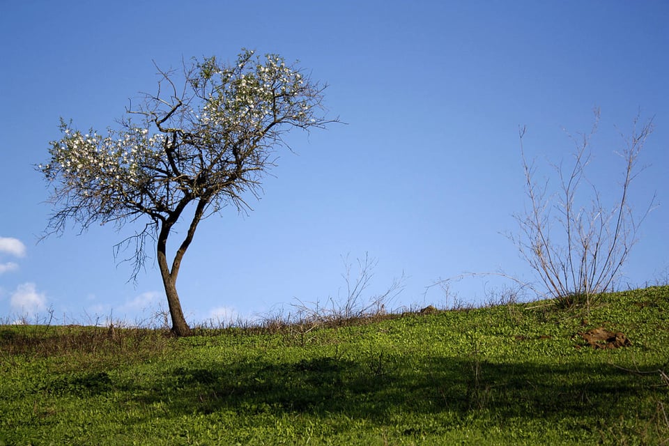 A minimalistic photograph of a solitary tree with sparse white blossoms standing on a gently sloping, grassy hill under a clear blue sky. To the right, some thin, leafless branches reach upward. The overall effect is of calm.