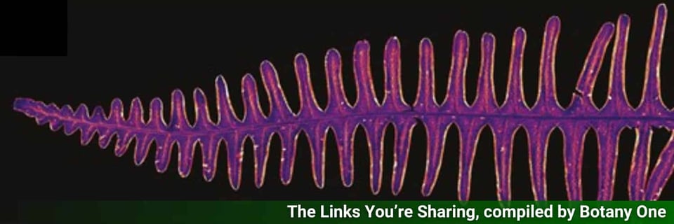 A fern in purple fringed in gold revealing the presence of Cesium.