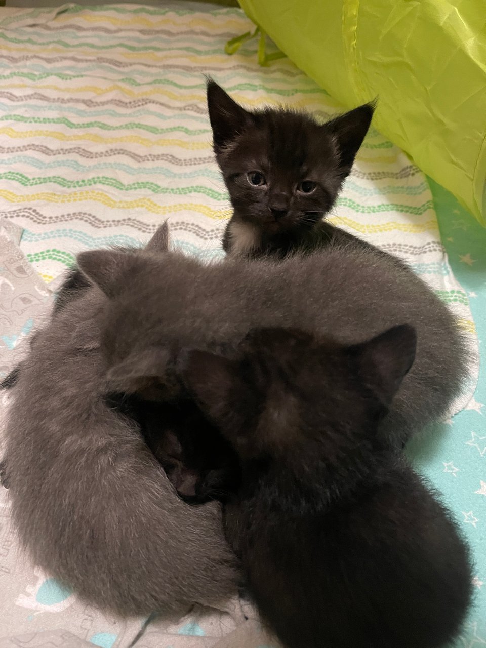 A pile of gray and black tiny kittens with one black kitten popping it's head up looking at the camera