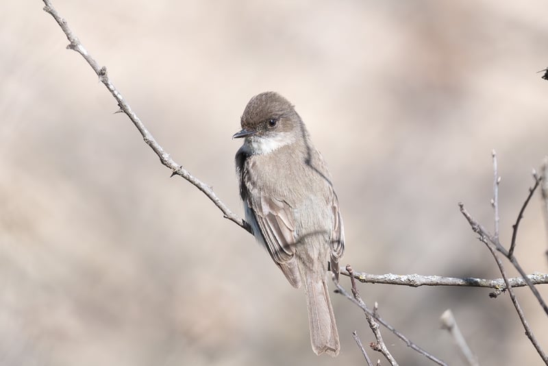 An Eastern Phoebe in April. Its name stems from its song.  / Photo by Earl Bye
