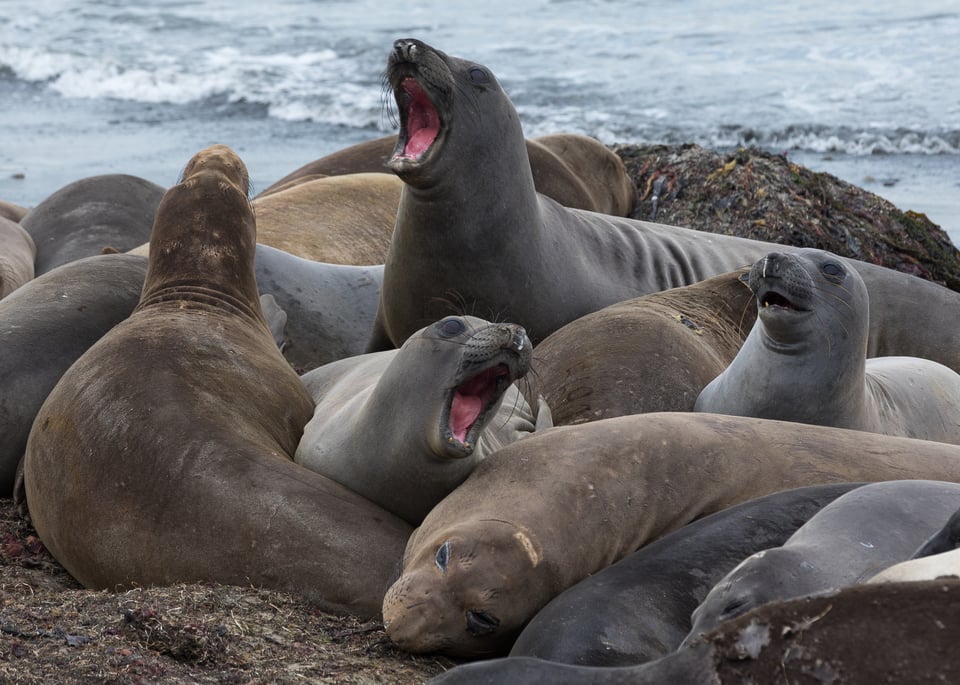 image of northern elephant seals (grey and brown), some of whom are raised up and two of whom have their mouths open. they're sitting on grey-brown sand, with the blue grey ocean in the background