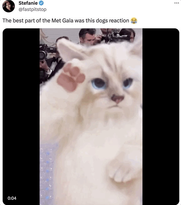 A video of Jared Leto dressed as a giant cat at the Met Gala and a quick pan to a dog who seems terrified and confused.