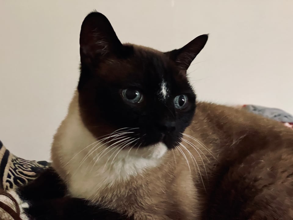 Monte (aka Timelord Cat), a seal-point snowshoe Siamese-mix cat with sable face, forehead star, white chin & chest, and bright ice-blue eyes is resting on his belly and looking to his left.