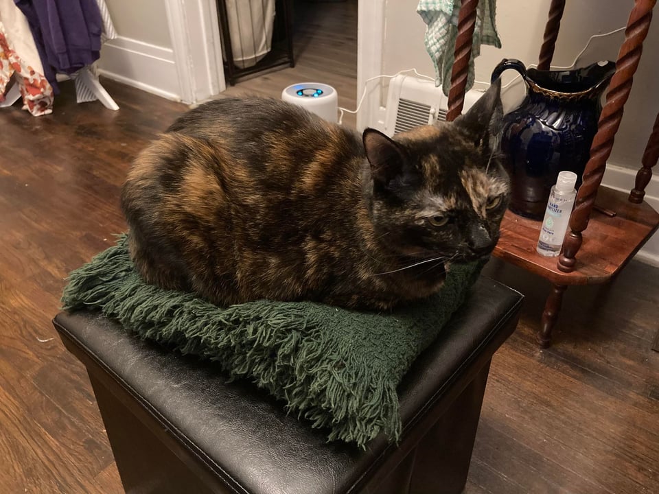 A black and tan tortoiseshell cat sitting in loaf pose on green blanket atop a black footstool. Her expression is slightly annoyed, but not at anything in particular.